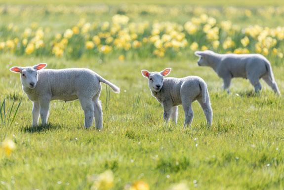 Lämmchen auf der Wiese | Kustpark Texel